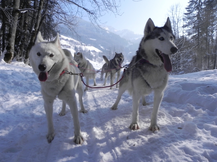 Photo séjour Réveillon chiens de traîneau