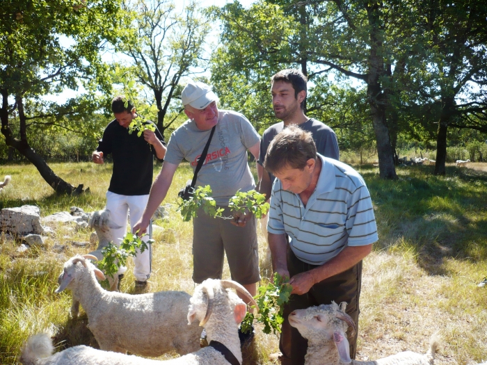 Photo séjour Pyrénées animaux