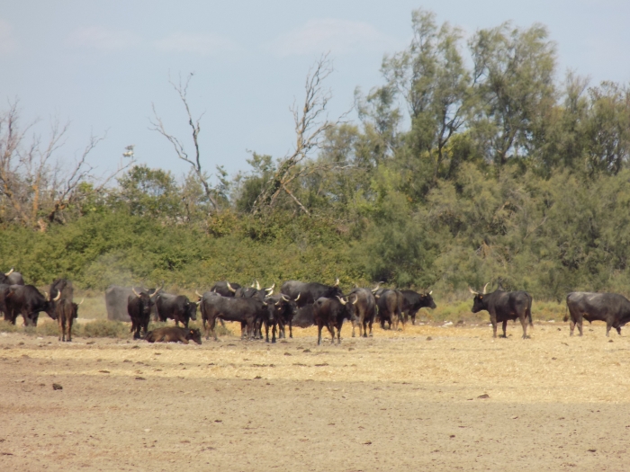 Séjour Ambiance Camarguaise - Vacances adaptées été 2026 Photo séjour Ambiance Camarguaise