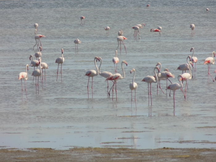 Séjour Ambiance Camarguaise - Vacances adaptées été 2026 Photo séjour Ambiance Camarguaise