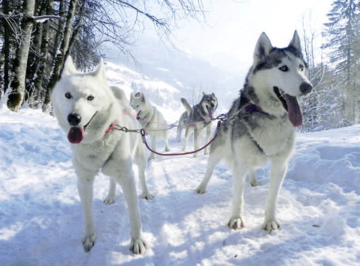 Photo séjour Réveillon chiens de traîneau