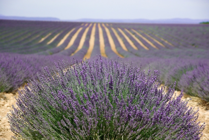 Photo séjour Tourisme et pêche en Provence