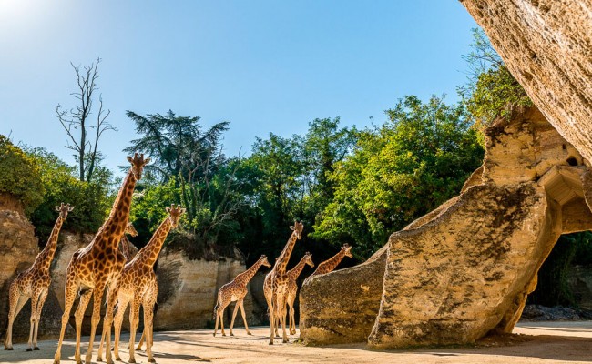 Photo séjour Les ptits soigneurs