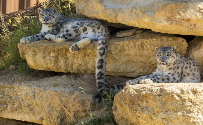 Photo séjour Les ptits soigneurs