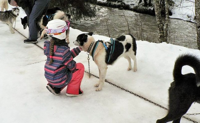 Photo séjour Ski & chiens