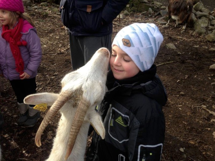 Photo séjour Chiens de traîneau