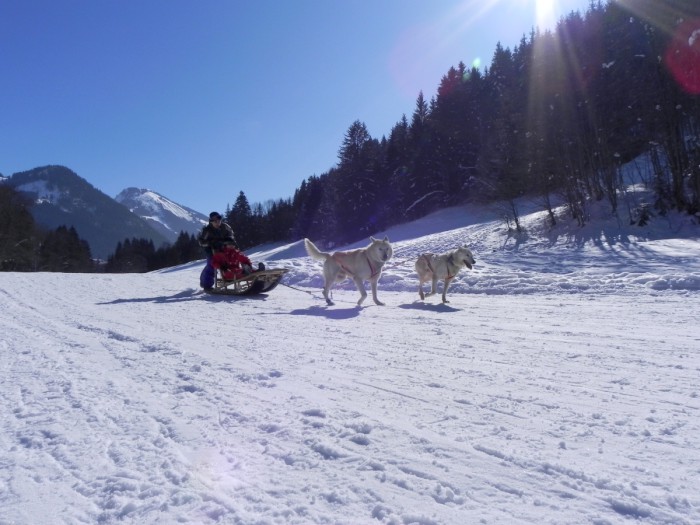 Photo séjour Chiens de traîneau